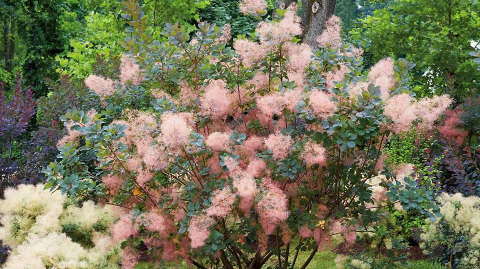 Скумпия кожевенная: уход и выращивание в открытом грунте смотреть онлайн