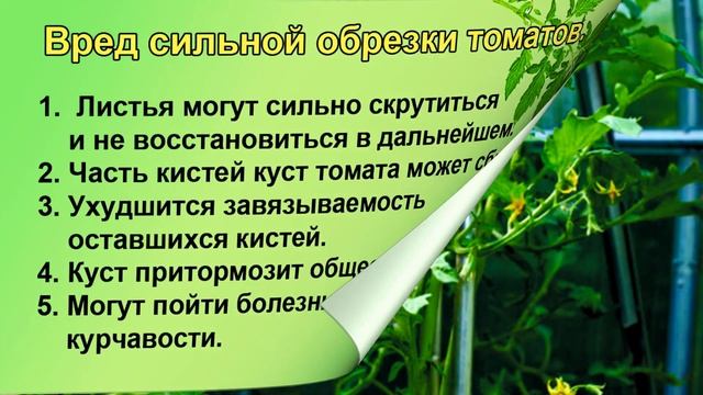 ПАСЫНКОВАНИЕ ТОМАТОВ РАЗДВОЕННЫЕ ВЕРХУШКИ смотреть онлайн
