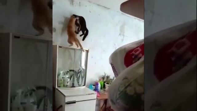 Незваные гости-суетологи смотреть онлайн