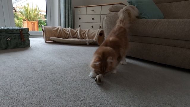 Oh, Rats! What is this thing? | Muffin the Maine Coon смотреть онлайн