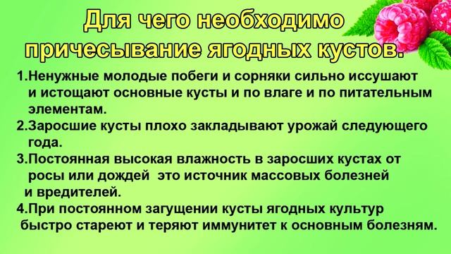 Причешите кусты малины, смородины, крыжовника для большого урожая ягод смотреть онлайн