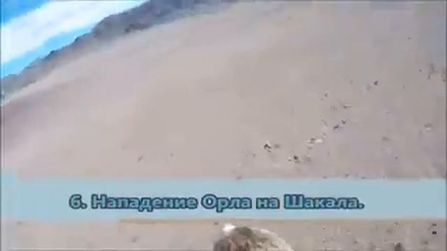 ОРЕЛ САМАЯ ХИЩНАЯ ПТИЦА... смотреть онлайн