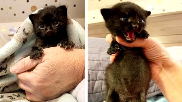 Кошка бросила котёнка на трассе и убежала в страхе.Мяуканье малыша заглушил визг тормозов смотреть онлайн