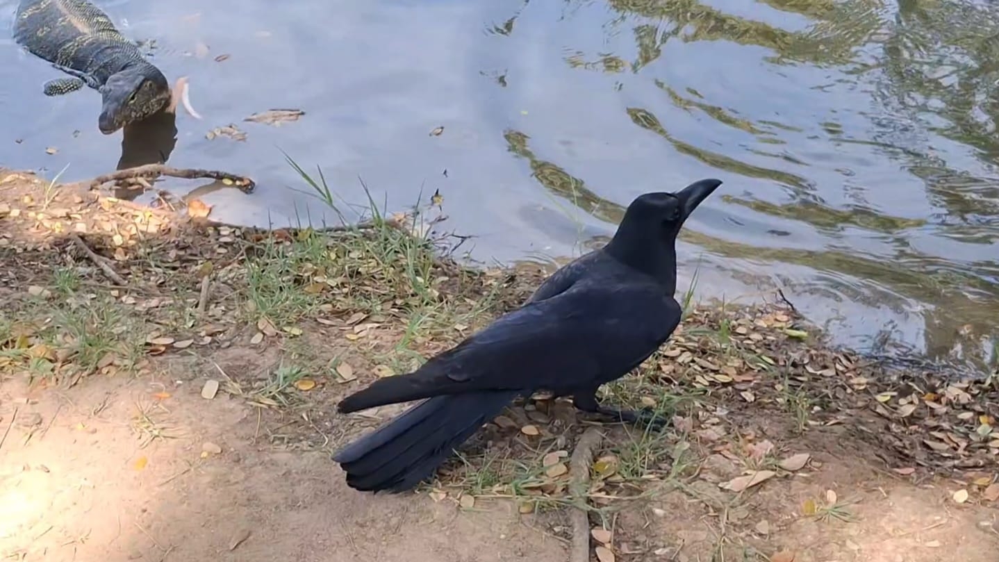 Вараны  и вороны  в парке Люмпини в Бангкоке.  .05.12.24
#парк #люмпини # паттайя  #таиланд #вараны