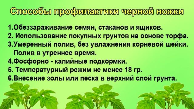 Черная ножка рассады. Не пропустите. смотреть онлайн