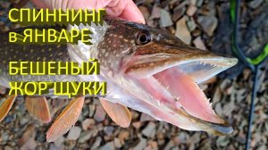 🔥 Щука СОШЛА с УМА, поклевки на КАЖДОМ ЗАБРОСЕ, в чем причина?! Удивительный зимний спиннинг 🔥