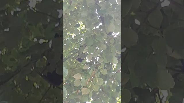 злая ворона смотреть онлайн