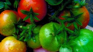 Как подготовить рассаду к высадке  ШПАРГАЛКА 13