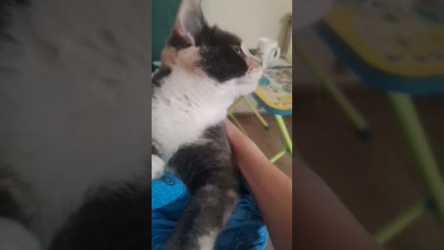 шаурма смотреть онлайн