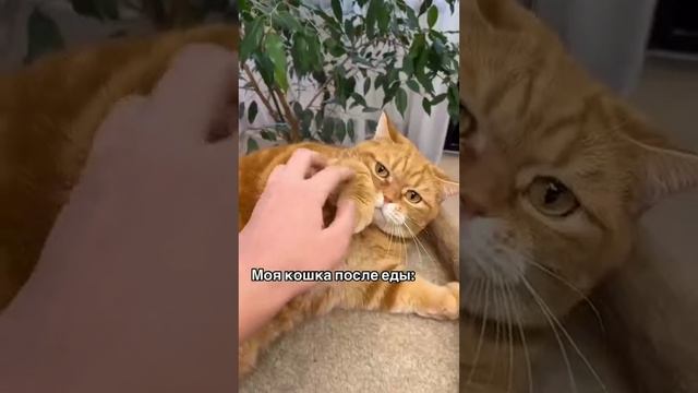 Жизненно смотреть онлайн