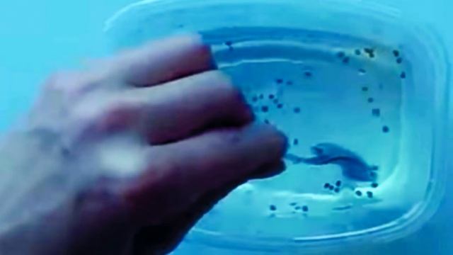 Подготовка семян к посеву ШПАРГАЛКА №2 смотреть онлайн