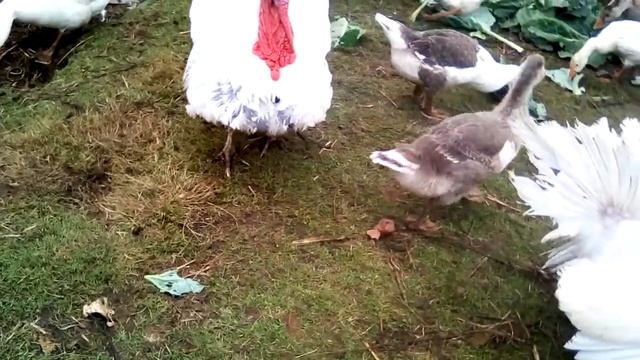 дневной рацион птицы смотреть онлайн