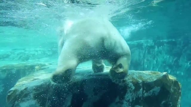 Polar bear swimming laps. смотреть онлайн