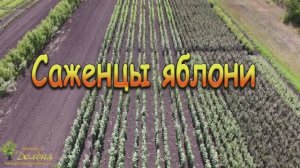 Саженцы яблони