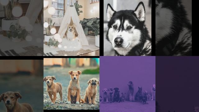 Чувство (Милые Собаки) смотреть онлайн