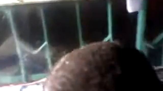 сова мышку дай смотреть онлайн