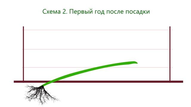 Виноград. Строение куста и уход в первые годы. смотреть онлайн