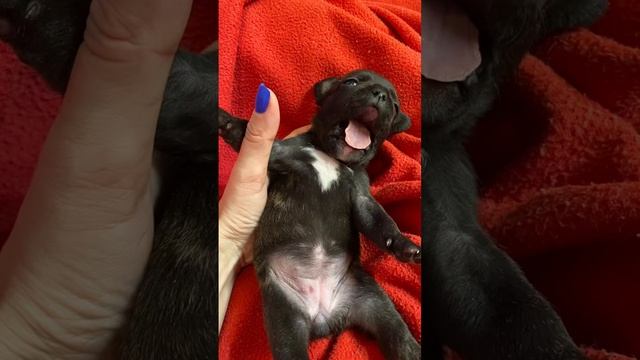 #puppy #pitbull #dog #щенкифранцузскогобульдога #собака #щенки#французскийбульдог смотреть онлайн