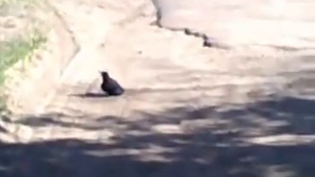 Ворона охраняет воронёнка, выпавшего из гнезда смотреть онлайн