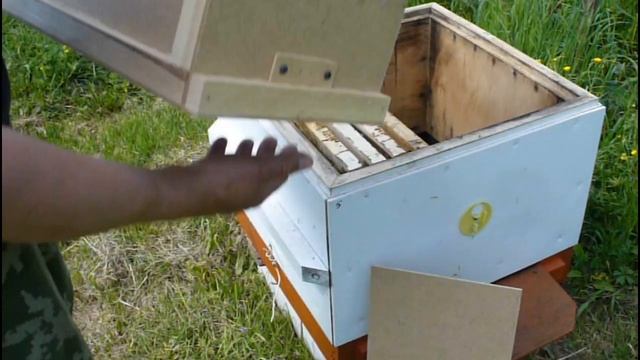 Пересадка и развитие пчелопакета смотреть онлайн