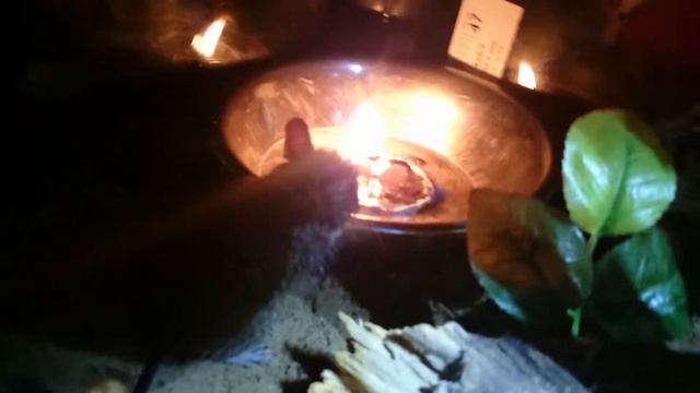 Дегу греется у огня