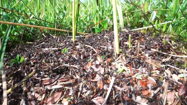 Formica uralensis смотреть онлайн