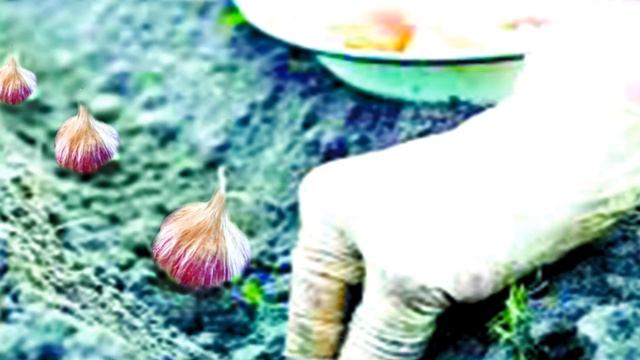 КАК ВЫРАСТИТЬ САЛАТНЫЙ ЧЕСНОК. смотреть онлайн