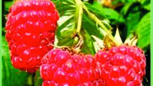 Малина. 5 советов по выращиванию крупной и сладкой малины.