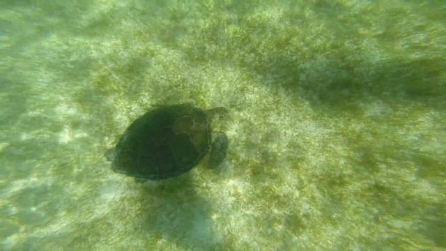 GoPro Hero 3+. Mexico. Akumal. Черепаха 1 смотреть онлайн