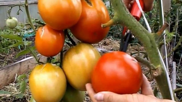 СРОЧНО! Подготовка к сбору семян томатов смотреть онлайн