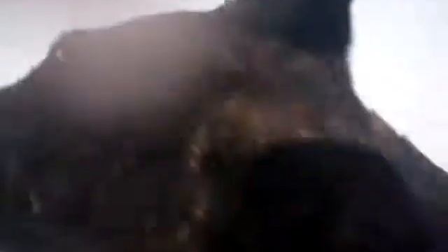 Собака Дося на даче смотреть онлайн