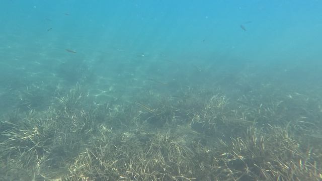 Турция. Ичмелер. Letoile Beach Hotel 4*  под водой. Стайная барракуда.2024.