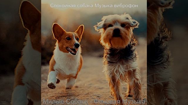 Впечатление (Спящая собака) смотреть онлайн