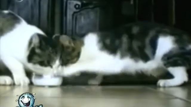 КОТЫ ДЕРУТСЯ ЗА МИСКУ смотреть онлайн