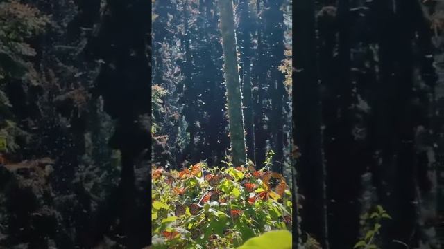 Красота смотреть онлайн