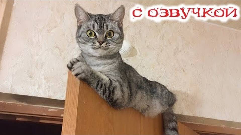 Приколы с котами! С ОЗВУЧКОЙ! СМЕШНЫЕ КОТЫ 2025! Самые смешные животные - Я РЖАЛ ДО СЛЕЗ! смотреть онлайн
