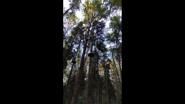 Кошкино парк. Лето 2022 смотреть онлайн