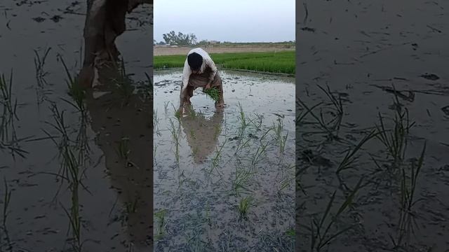 rice k kashit смотреть онлайн