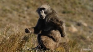 Baboon Vs Mandrill - The Deadly Verdict (2022)