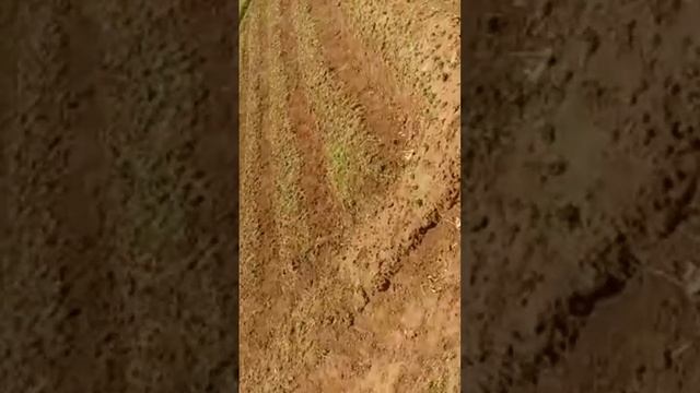 Coriander 🌿 cultivation 😍😍 смотреть онлайн