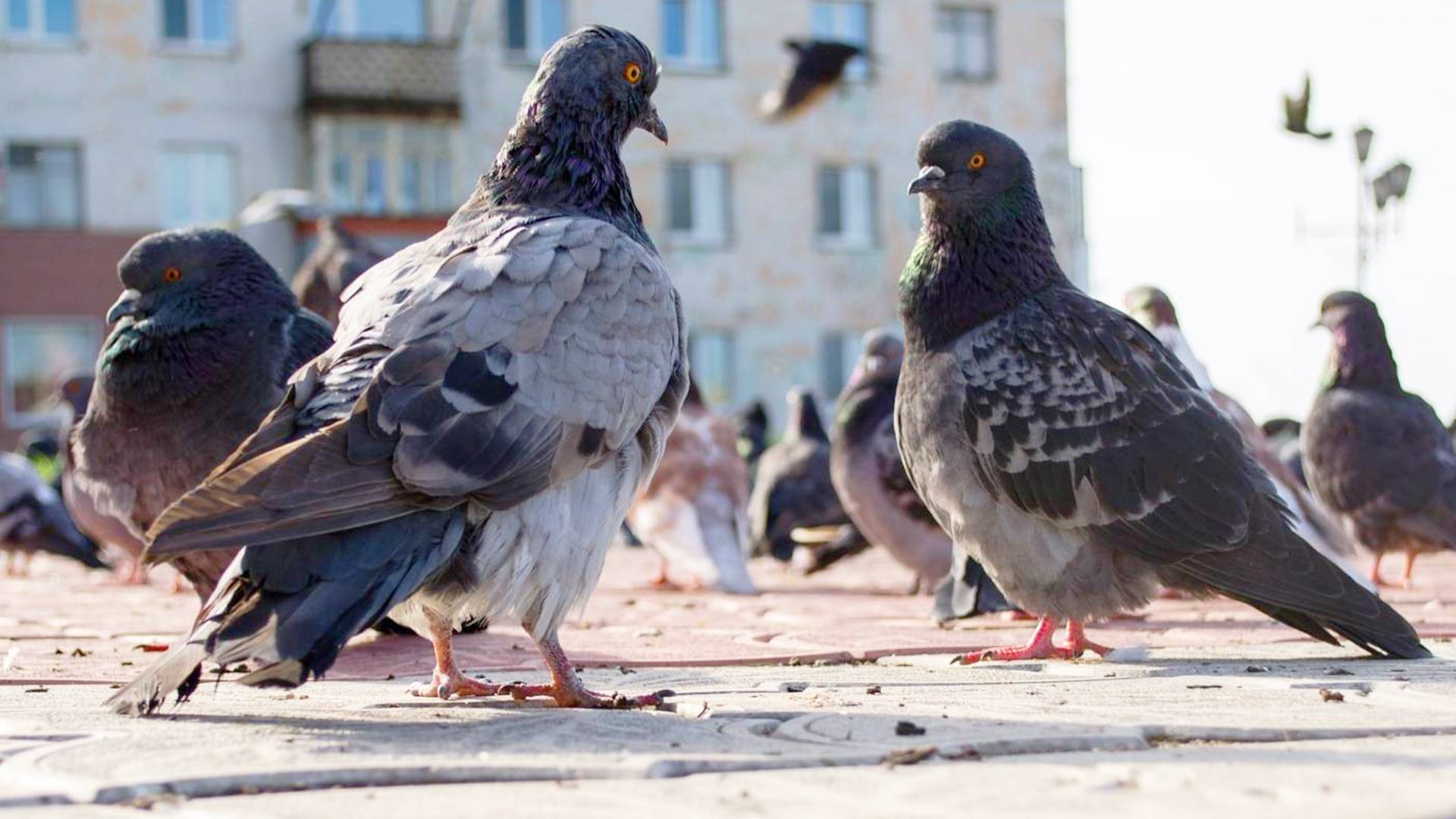 Самые интересные факты о голубях смотреть онлайн