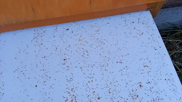 У клеща,больше нет шансов. Тестовая обработка пчёл,правильным раствором кислоты. смотреть онлайн