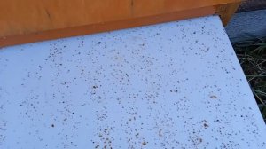 У клеща,больше нет шансов. Тестовая обработка пчёл,правильным раствором кислоты.