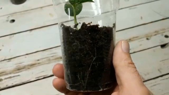 Грунты для рассады. Итоги теста и правильный выбор. смотреть онлайн