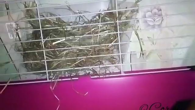 Морская свинка смотреть онлайн
