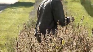 Охота на воробьев 2