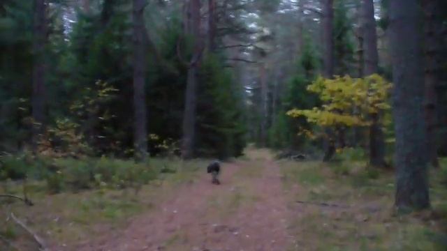 Пчеловодство ради жизни или жизнь ради пчеловодства? смотреть онлайн