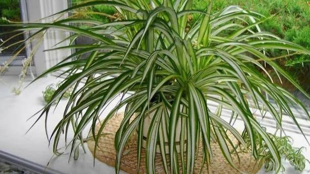 Хлорофитум хохлатый: уход в домашних условиях смотреть онлайн