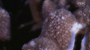 sony 4k demo video ultrahd for oled tv 2160p