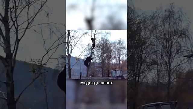 Это Россия, детка. Медведь лезет по дереву за человеком смотреть онлайн